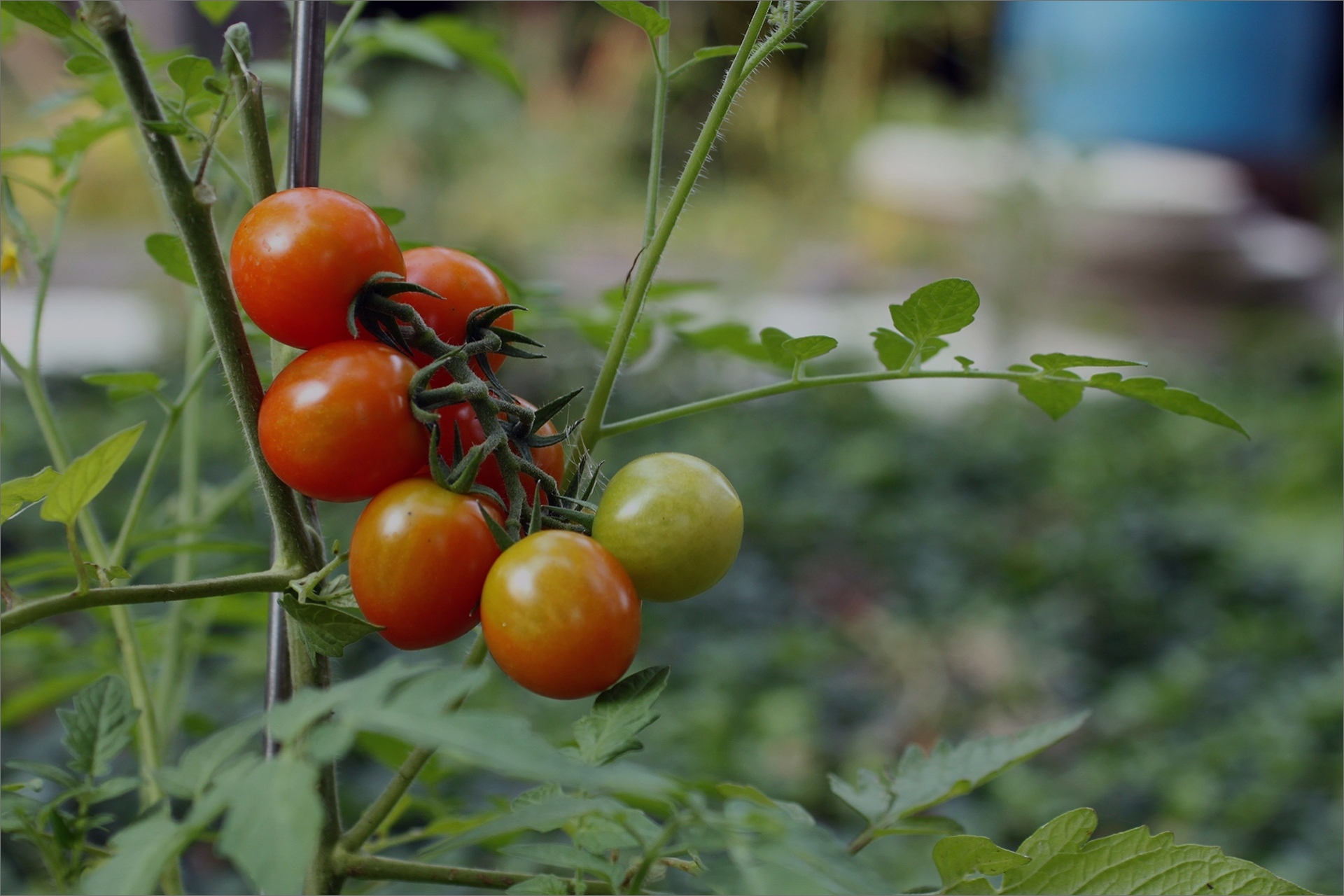 top-image01 tomato